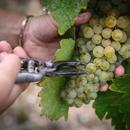 Vignoble Chateau Piegue - Winery Rochefort-sur-Loire Экстерьер фото