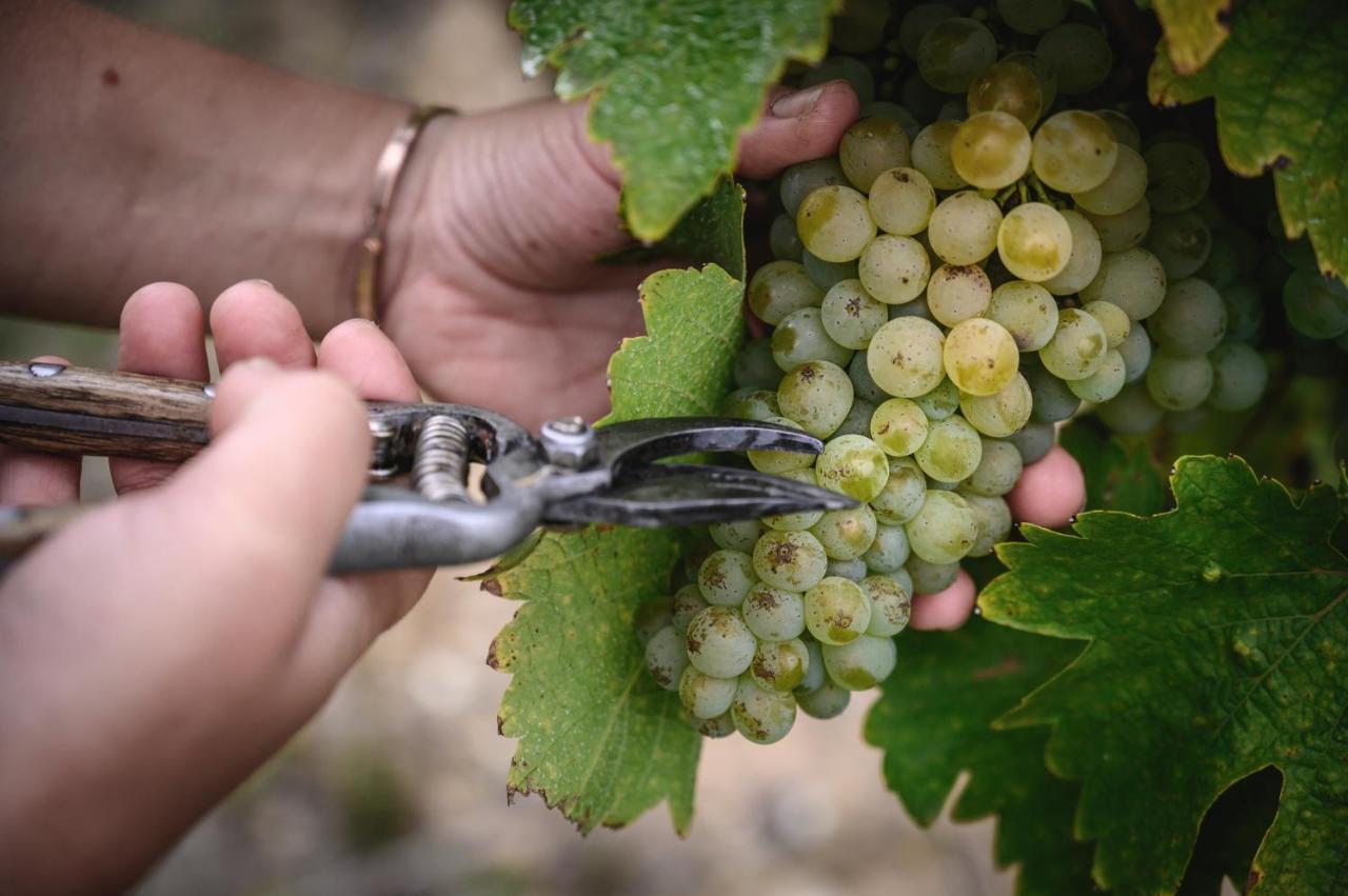 Vignoble Chateau Piegue - Winery Rochefort-sur-Loire Экстерьер фото