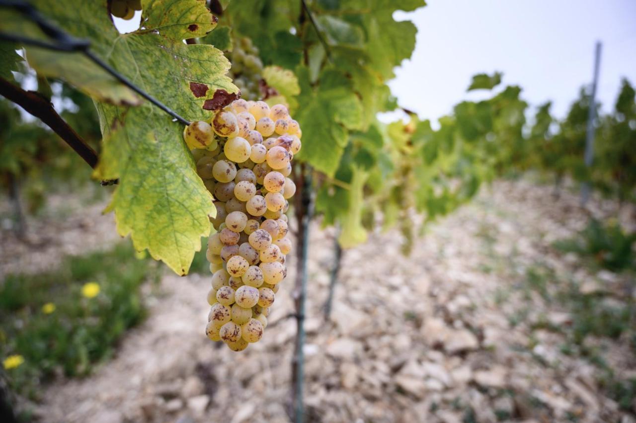 Vignoble Chateau Piegue - Winery Rochefort-sur-Loire Экстерьер фото