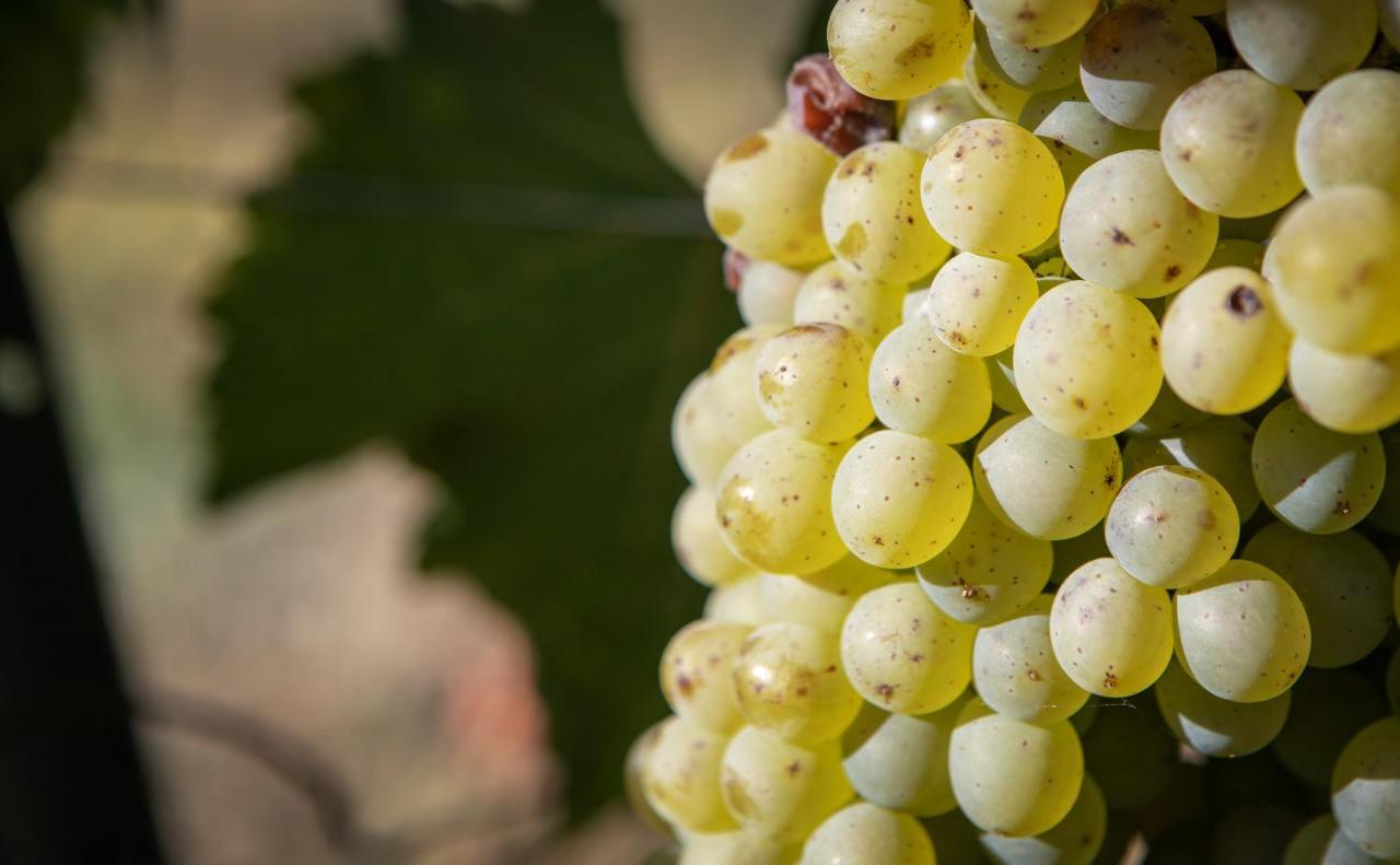 Vignoble Chateau Piegue - Winery Rochefort-sur-Loire Экстерьер фото