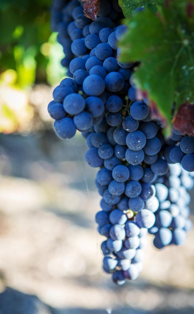 Vignoble Chateau Piegue - Winery Rochefort-sur-Loire Экстерьер фото