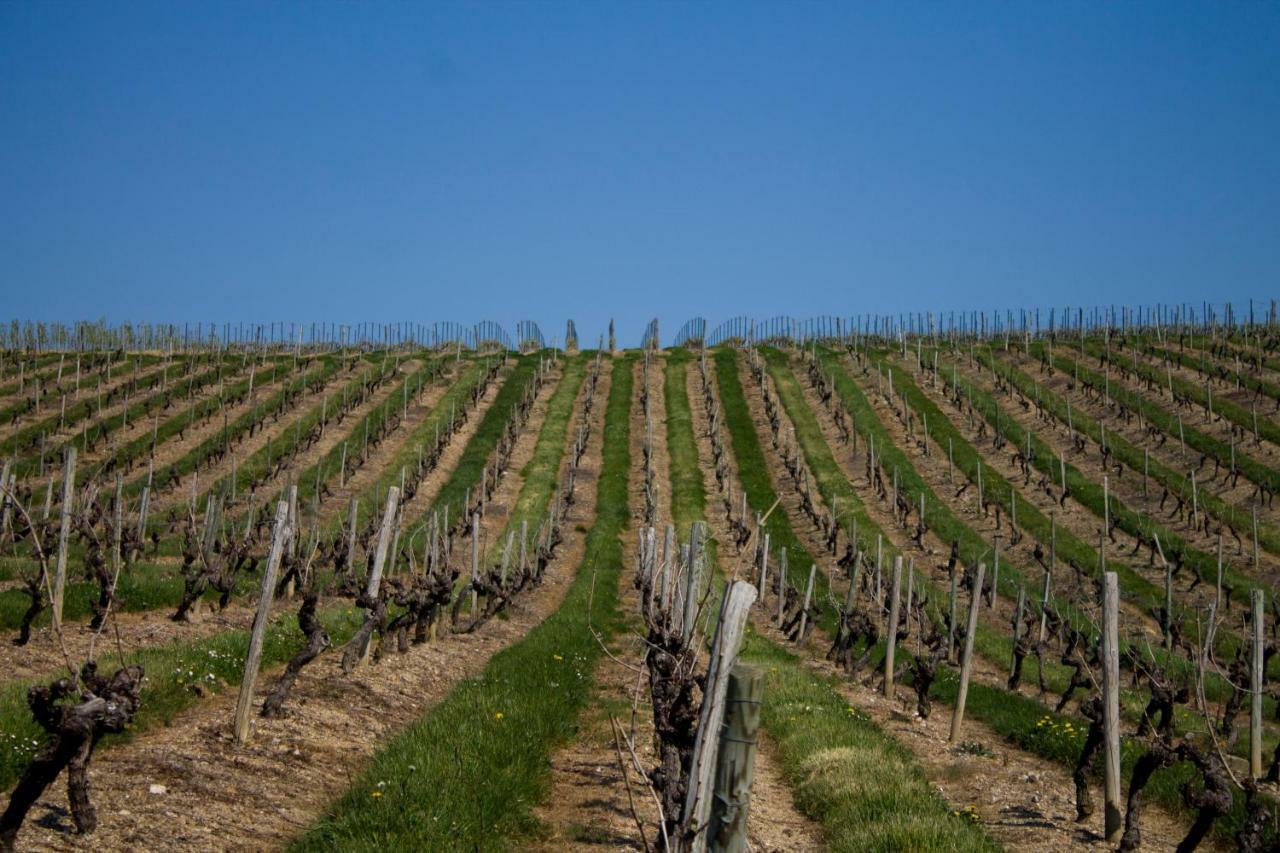 Vignoble Chateau Piegue - Winery Rochefort-sur-Loire Экстерьер фото